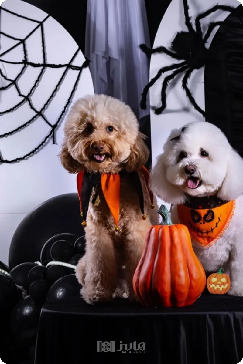 عکاسی هالووین با پت؛